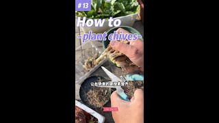 13 How to Grow Chives planting garden [upl. by Adkins]