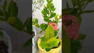 Ixora plant care tips shorts [upl. by Einna]