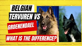 Belgian Tervuren vs Groenendael What is the difference [upl. by Melly]