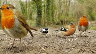 Videos y Película Para Gatos  Canto de Aves [upl. by Miksen]