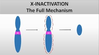 X inactivation mechanism  Xist in X inactivation [upl. by Anilef]