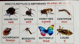 Insects reptiles amp amphibians  LKG Kids English  Learn  jayarajput [upl. by Can863]