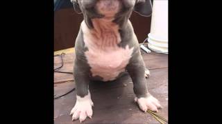 Blue Nose Pitbull Blue nose pitbull puppies for sale [upl. by Octavian351]