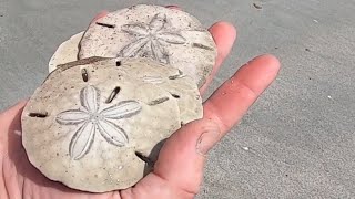 Barrier Island Beach covered in MERMAID MONEY [upl. by Esinek]