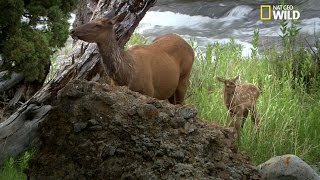 Une femelle wapiti défend son petit contre un loup [upl. by Eloise]