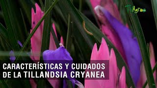 Características y cuidados de la Tillandsia cyanea  TvAgro por Juan Gonzalo Angel Restrepo [upl. by Jerrine]