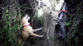 Couple of Mountain Curs treeing a big coon [upl. by Rudyard]