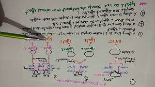 Receptor Effector Coupling in Hindi  How Receptor take part in Action  Drug Bind with Receptor [upl. by Lifton]