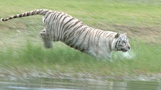 White Tiger Loves to Swim [upl. by Nancey585]