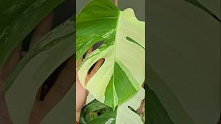 Monstera Albo plantcaretips gardeningideas [upl. by Enirroc]