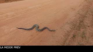 SERPIENTE CASCABEL Crotalus durissus [upl. by Murrah443]