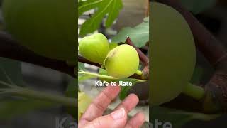 Kafe te Jiate fig is swelling Looking forward to tasting this verity figs figtree figlife [upl. by Abert66]