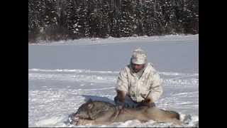 2012 Ontario Wolf Hunts with Nipigon River Bear Hunts [upl. by Atekehs29]