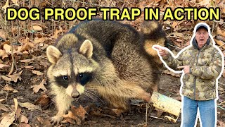 HOW TO USE DOG PROOF TRAPS Caught in the act trapping [upl. by Folberth120]