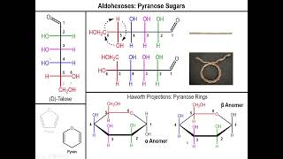 Lec10  The Haworth Projection of Aldose Sugars [upl. by Ailati]