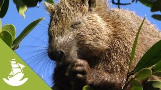 The Desmarests Hutia Cuban Hutia [upl. by Inamik]