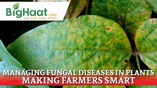 Effective Management of Fungal Diseases in Crops  BigHaat [upl. by Theodor]