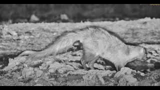 On The Prowl White Tailed Mongoose hunts Around Ol Donyo Pan [upl. by Forrest]