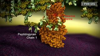 Penicillin Binding Protein Crosslinking peptidoglycan chains [upl. by Runck]