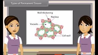 Chapter 6  Tissues  Quick revision [upl. by Anitaf]