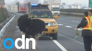 Runaway ostrich races truck on China highway [upl. by Sluiter]