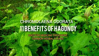 11 Benefits Of Hagonoy Plant meltv [upl. by Stav]