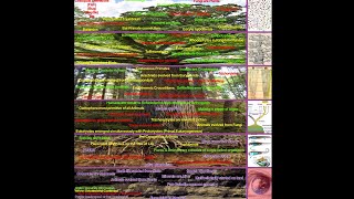 An Iceberg of Phylogeny [upl. by Margarita170]