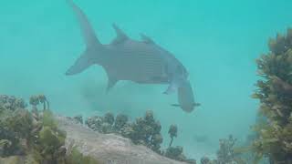 Snorkeling on the beach at Anse Takamaka Praslin Seychelles [upl. by Sungam]