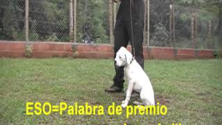 Adiestramiento canino obediencia cachorros [upl. by Uttica144]