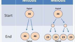 Mitosis vs Meiosis [upl. by Aketal]