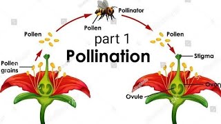 Pollination part  1 NCERT [upl. by Phillane]