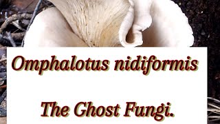 Must Know The GHOST FUNGI [upl. by Nudnarb544]