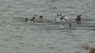 Eurasian Wigeon  Smient  Vleuten NL  19112023 [upl. by Naitirb634]