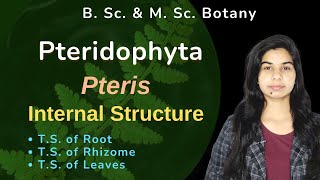 Pteridophyta  Pteris  Sporophyte  Internal Structure  Botany  B Sc amp M Sc [upl. by Yak]