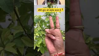 ये मुद्रा बीपी सुगर को करे कंट्रोल  control BP amp sugar in this mudra ytshorts mudra yogaasana [upl. by Rombert775]