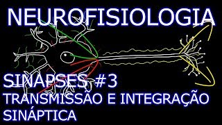 Aula Neurofisiologia  Sinapses 3  Transmissão e Integração Sináptica  Neurofisiologia Humana [upl. by Trebbor]