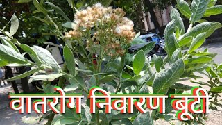 रास्ना Pluchea lanceolata की पहचानबेशकीमती दुर्लभ बूटी [upl. by Netsoj]