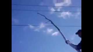 touching a power line with a tree branch [upl. by Iaw]