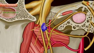 Otic ganglion  Gross anatomy  Roots and Branches  Animated anatomy [upl. by Saiasi]