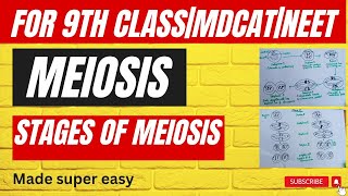 Phases of MeiosisMade super easy Meiosiscell division complete detail in urdu9th classMDCAT [upl. by Adnam]