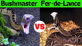 The Ultimate Snake Showdown FerdeLance vs Bushmaster [upl. by Iila]