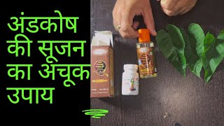 अंडकोष में सूजन और दर्द का अचूक उपाय  scrotal sweeling and pain Treatment [upl. by Peednama125]