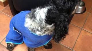 English Cocker Spaniel Daimler amp Benz Grooming Part 1 [upl. by Nitreb]