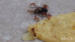 Red big headed ants vs Fly ants insects viral video battle eating [upl. by Sonstrom448]