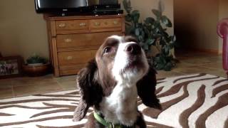 Springer Spaniel Howling [upl. by Carnahan]