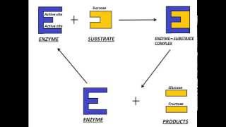 Mechanism of Enzyme Action [upl. by Marozik]