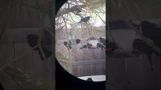 Merl of Redwinged blackbirds at my feeders [upl. by Mildrid]