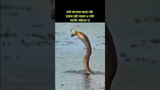 যেটা আপনার ভাগ্য নেই tiktok love youtube youtubeshorts ytshorts trending subscribe reels yt [upl. by Fechter162]