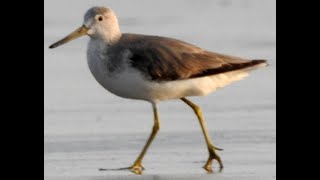 First photo record for India Nordmanns Greenshank [upl. by Ettenuahs262]