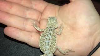 Bearded dragon strange behavior explanation in description [upl. by Hersh]